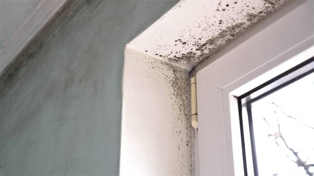 Office Mold Removal Services in Cole Camp, MO