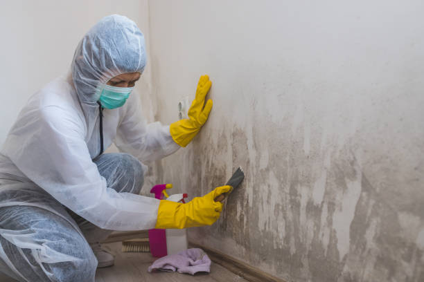 Best Toxic Mold Removal  in Cole Camp, MO