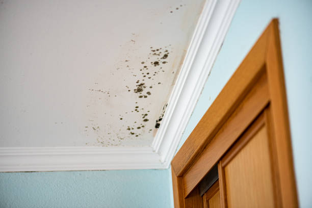Best Office Mold Removal Services  in Cole Camp, MO