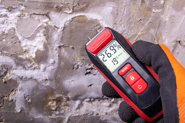 Best Black Mold Removal  in Cole Camp, MO