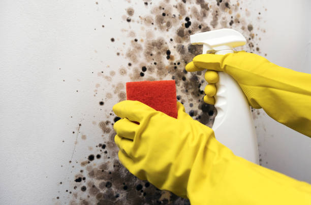 Best Mold Remediation  in Cole Camp, MO