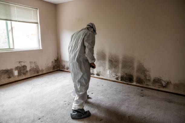 Certified Mold Removal in Cole Camp, MO