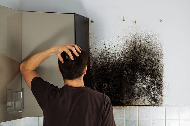 Best Mold Remediation Experts  in Cole Camp, MO