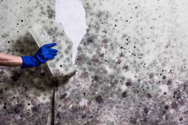 Mold Removal Process in Cole Camp, MO